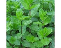 منتا ساتیوا